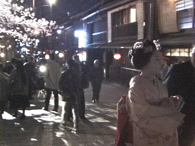 祇園白川の桜と舞妓